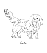 Cavalier Outline Bluza z kapturem