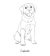 Labrador Outline Bluza z kapturem