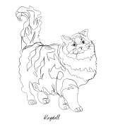 Ragdoll Outline Bluza z kapturem