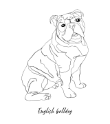 Buldog Angielski Outline T-shirt