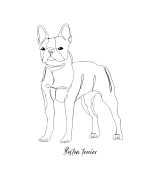 Boston Terrier Outline Bluza z kapturem