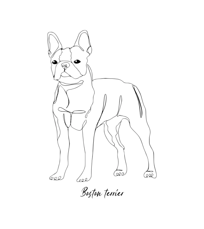 Boston Terrier Outline Bluza z kapturem
