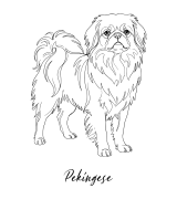 Pekińczyk Outline T-shirt