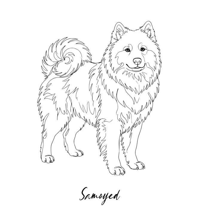 Samojed Outline Bluza z kapturem