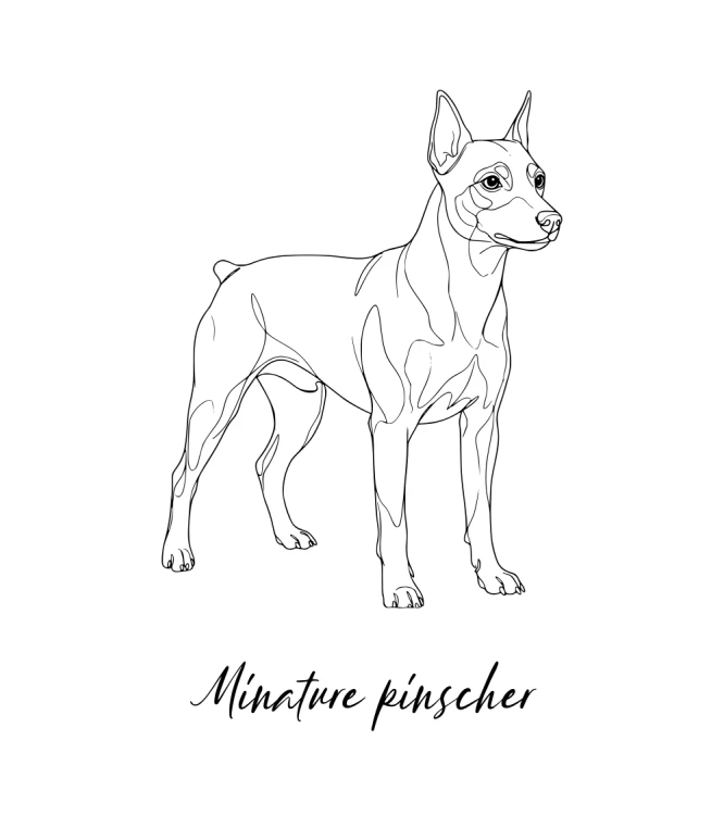 Pinczer Miniaturowy Outline Bluza z kapturem