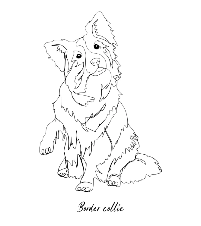 Border Collie Outline T-shirt