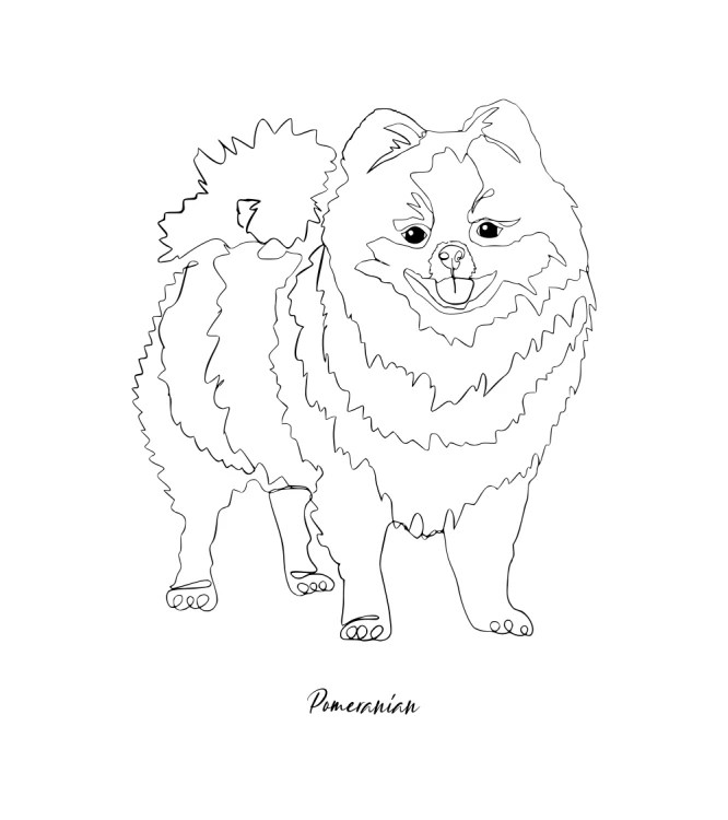 Szpic Miniaturowy Outline T-shirt